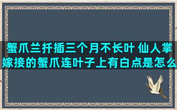 蟹爪兰扦插三个月不长叶 仙人掌嫁接的蟹爪连叶子上有白点是怎么回事